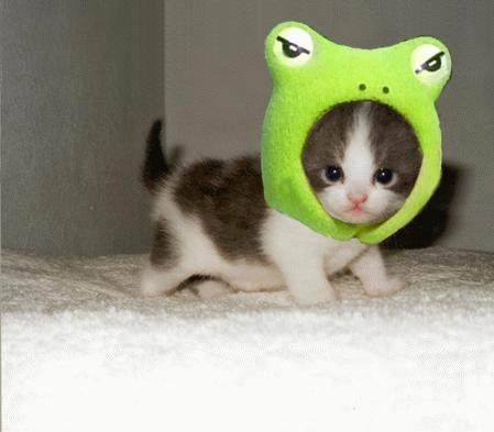 cute_cat_frog.jpg