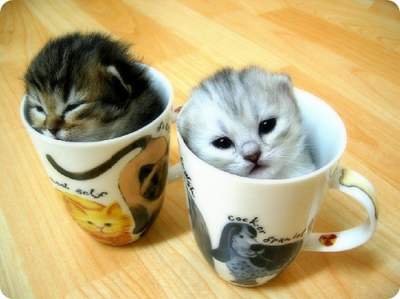cute_kittens.jpg