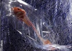 The Sapid Salamander
