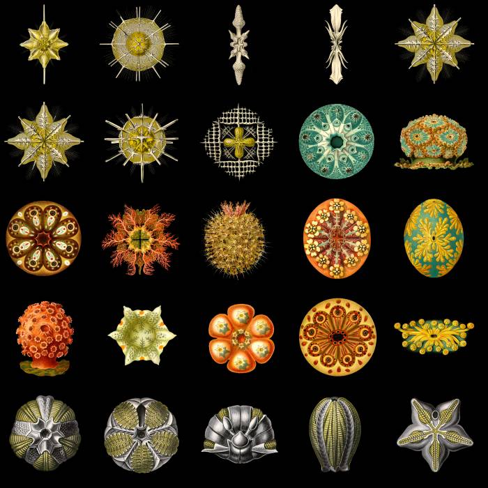 http://www.mimifroufrou.com/sapidsalamander/images/Ernst_Haeckel_2.jpg