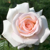 Rosa-Prince-Jardinier.jpg