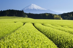 Chi Tea Organic Green Tea Liquid Extract: Antioxidants Boost & Cooling Help {Eat for Beauty}