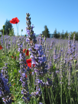 Notes on Lavender in Eaux de Cologne & Further Thoughts on By Kilian Prelude To Love {Scented Thoughts} 