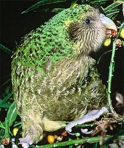 Role of Scent in Reproductive Strategies: The Case of the Kakapo {The 5th Sense in the News}