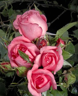 A Rose Molinard for the Perfumery's 160th Anniversary & Another One for Le Prince Jardinier {Scented Paths & Fragrant Addresses}
