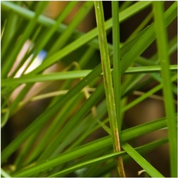 Vetiver-Bacteria Interaction Holds Promise for Perfumery {The 5th Sense in the News}