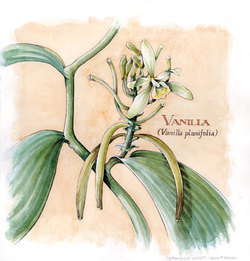 Article on Vanilla & Preview of Upcoming Hermes Vanille Galante {Fragrance News} {Fragrant Reading} {Scented Thoughts}