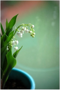 Spring Notes: Lily of the Valley - Muguet... & Christian Dior {Scented Thoughts} {Fresh Notebook - Green Floral Freshness}