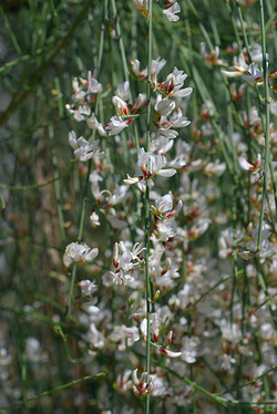 Spring Notes: White Broom {Scented Thoughts}