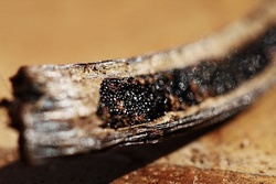 Rewind on Vanilla Absolute in Recent Fragrances 2007-2009 {Trend Alert}
