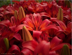 Spring Notes: Smelling Red Lilies for Several Days {Scented Thoughts}