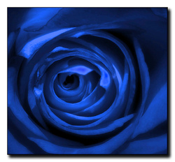La Rose Dans Tous Ses Etats by Jean Kerleo June 6th 2009 at the Osmotheque {Scented Paths & Fragrant Addresses}