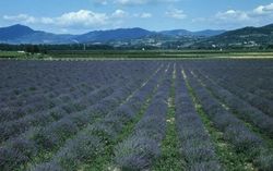 Challenges of the Perfume Industry in Grasse {Fragrant Readings}