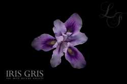 An US Version of Jacques Fath Iris Gris by Legendary Fragrances to Launch this Spring (2010) {New Perfume}