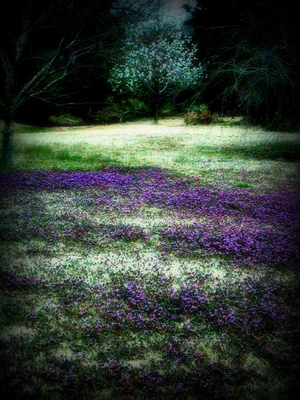 Field-of-Clover.jpg