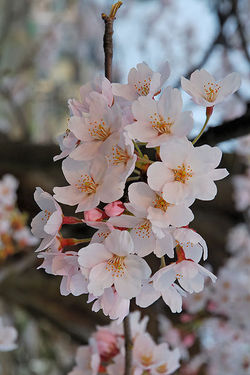 Perfume Reviews of L'Occitane Fleurs de Cerisier, Cerisier des Oiseaux and Bath & Body Works Japanese Cherry Blossom
