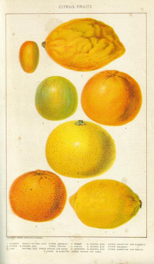 citrus-fruits-engraving.jpg