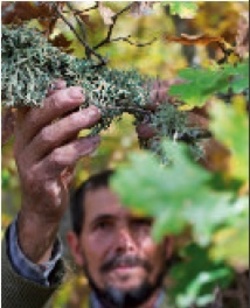 Biolandes Create 3 Oak & Tree Moss Extracts Compliant with IFRA's 43rd Amendment {Fragrance News}