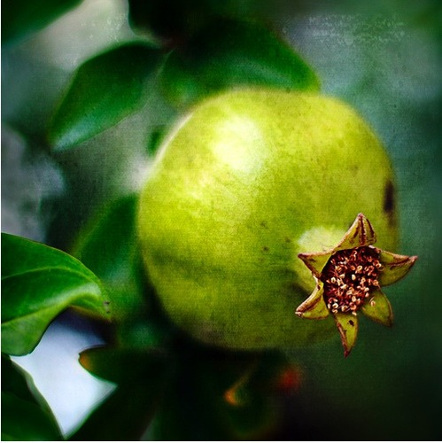 green-pomegranate.jpg