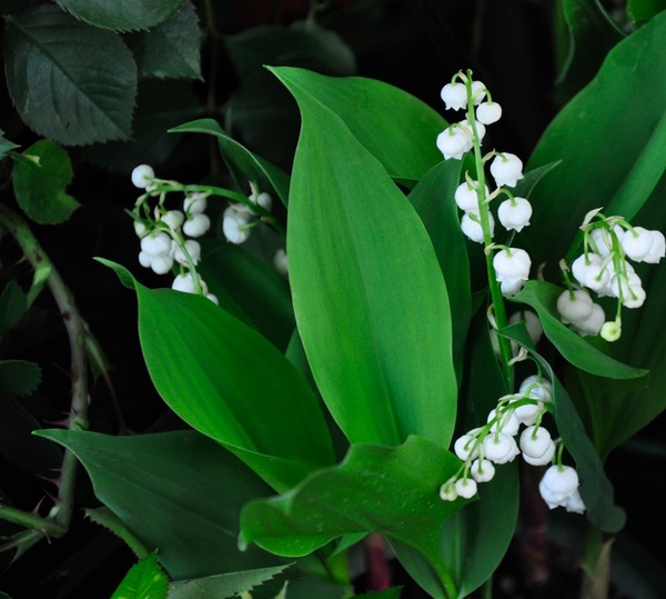 muguet-thorn.jpg