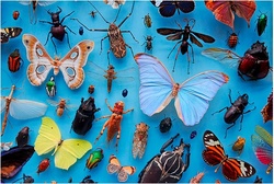 Insects' Responses to Olfactory Chemical Messages Key to the Future of Crops, Health & Sex {The 5th Sense in the News}
