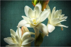 Tuberose is Oh-So-Trendy this Spring/Summer 2010 {Trend Alert}