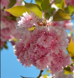 Leading Fragrance Manufacturer Givaudan Reports Market Growth {The 5th Sense in the News}