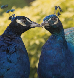 Scent Awareness a Tell-Tale Sign of Love {The 5th Sense in the News}