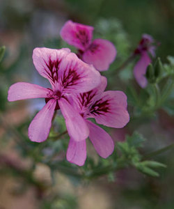 Pelargoniums are the Chameleons of the World of Scent {The 5th Sense in the News}