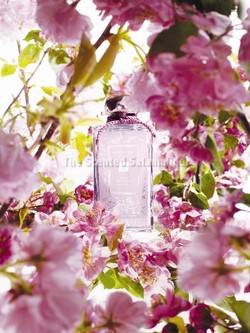 Jo Malone Plum Blossom Cologne (2012} {New Perfume}