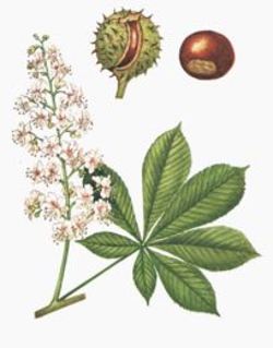 Olfactory Observation of the Day # 2 - The Scent of Horse Chestnut Trees in Paris {Scented Thoughts}