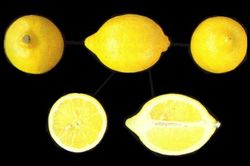 Olfactory Observation #6: Chypré Lemon {Scented Thoughts}