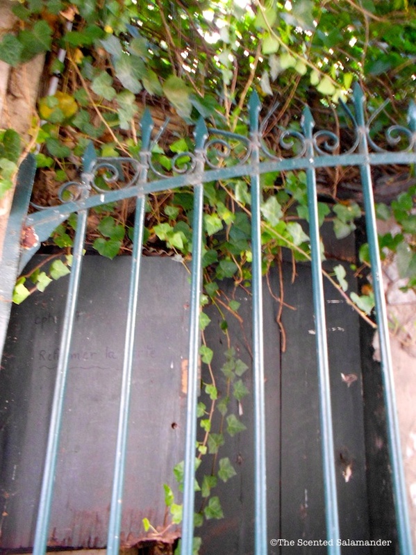 Lierre_Bois_Paris_Nature_blog.jpg