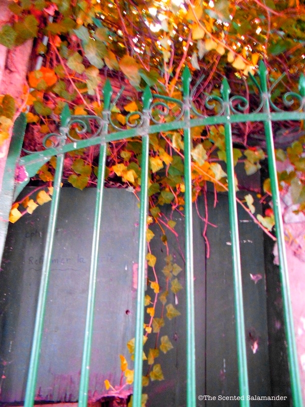 paris_ivy_pink_blog.jpg
