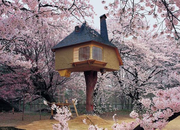 teahouse_tetsu_cherry_blossoms.jpg