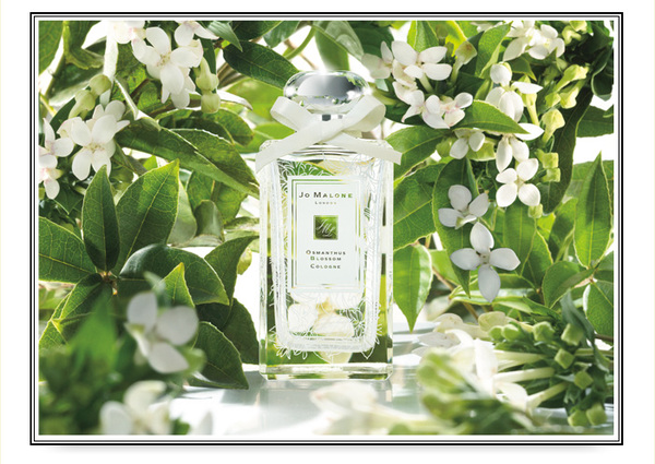 osmanthus_blossom_visual_malone.jpg