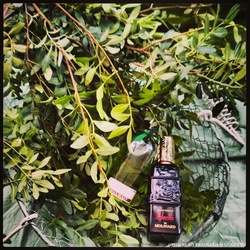 Smelling Lentisc on the Branch {Scented Thoughts}
