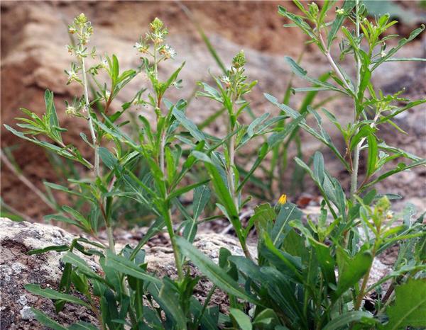 Reseda_Minoica.jpg