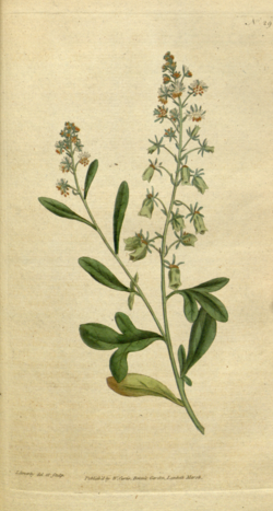 Olfaction News: Origins of a Perfumery Plant Beloved by the Romans
