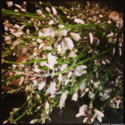 Broom in January {Perfume Images}