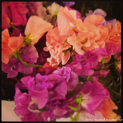 Flaming Sweet Peas &bull; Annick Goutal Launches {Perfume Images} {Fragrance News}