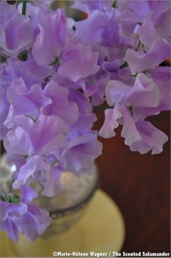 Fragonard Dedicate 2014 to the Scent of Sweet Pea &bull; Pois de Senteur {Fragrance News}
