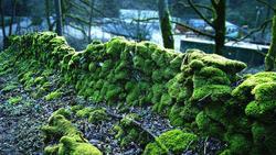 When Frankincense Grows with Moss {The 5th Sense in the News}