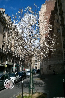 3 States of Magnolia Trees {Paris Photo}
