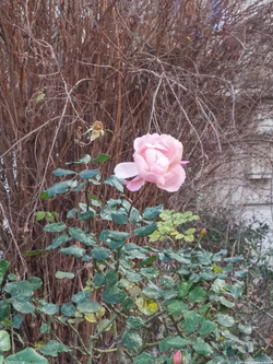 The First Rose of February {Paris Photo} + An Avalanche of Rose Fragrances for Spring 2015 {Trend Alert}