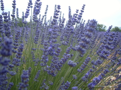 Symrise to Help Harvest a More Modern Provençal Lavender {Fragrance News}
