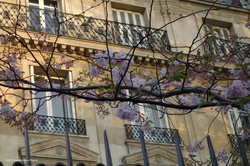 Simply Spring VI - Cherry Tree Branch at Sunset {Paris Photo}