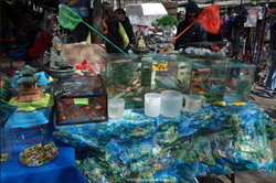 Simply Spring III - Fish and Kitsch {Paris Photo}