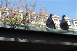 Simply Spring XI - Pigeon Pair: Parallelism & Contrasts {Paris Photo}