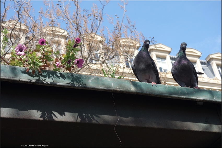Pigeon_Couple_Parallelism_Contrasts_tss.jpg